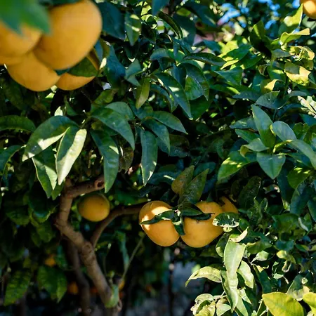 Prázdninový dům Borgo Pasqui Diano Castello